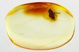 Fossil Leafhopper (Cicadellidae) In Baltic Amber - Jewelry Quality #343427-1